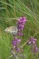 09 08 12_3688_edited-1